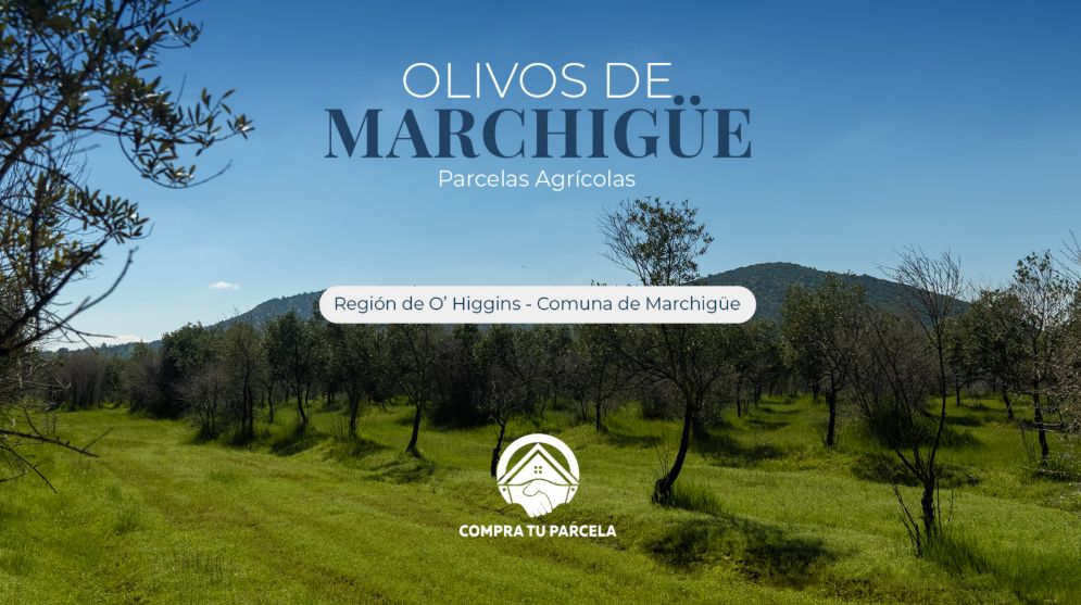 Portada Olivos de Marchigue_6a8c74e2e27fe.png